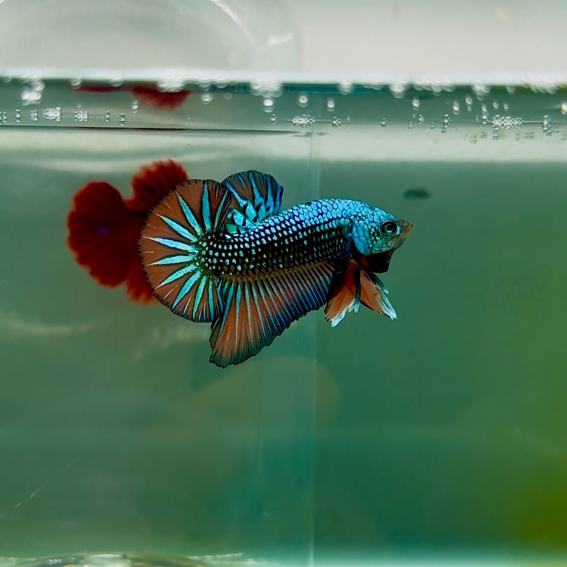 Plakat Alien Samurai Male Betta M06