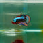 Plakat Alien Samurai Male Betta M06