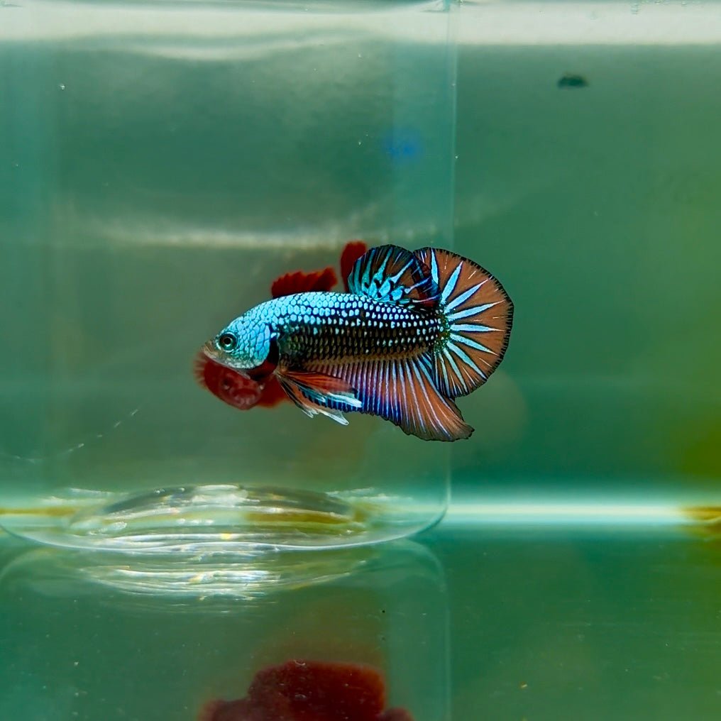 Plakat Alien Samurai Male Betta M06