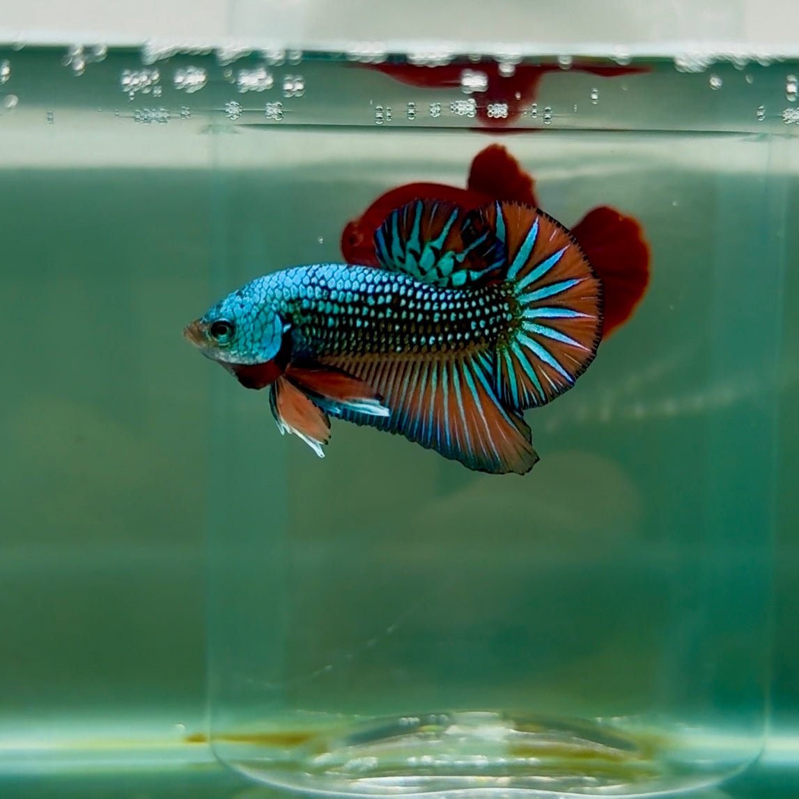 Plakat Alien Samurai Male Betta M06