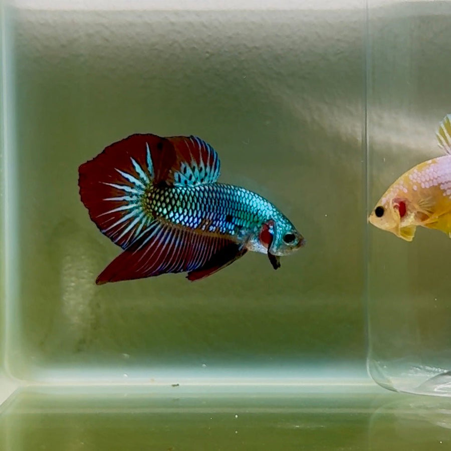 Plakat Alien Samurai Male Betta #Oc01 Live Betta Fish Male betta