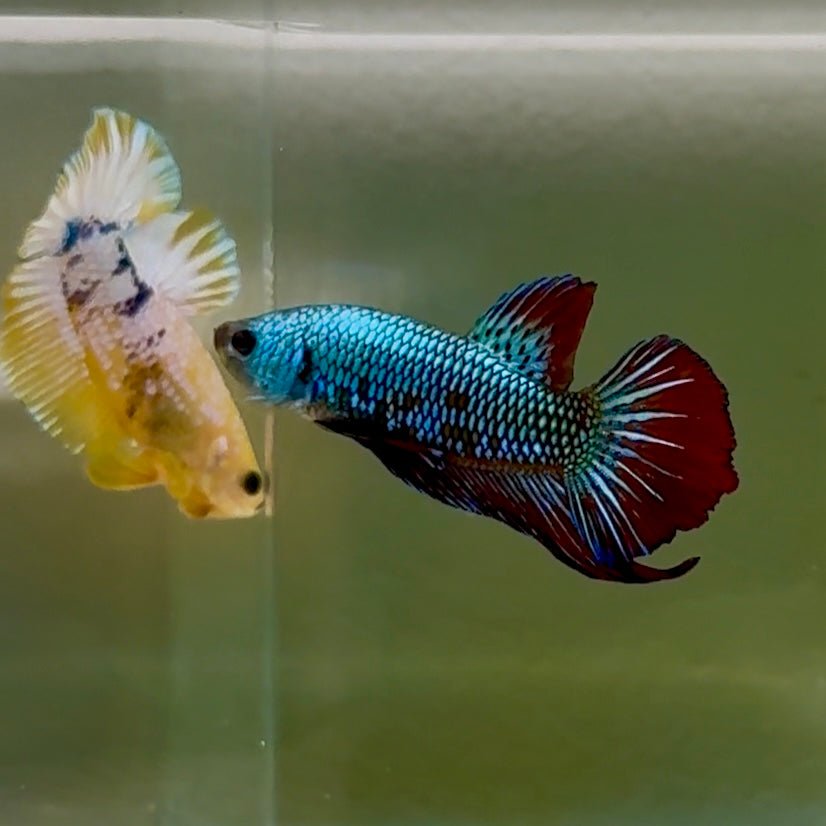 Plakat Alien Samurai Betta Macho #Au92