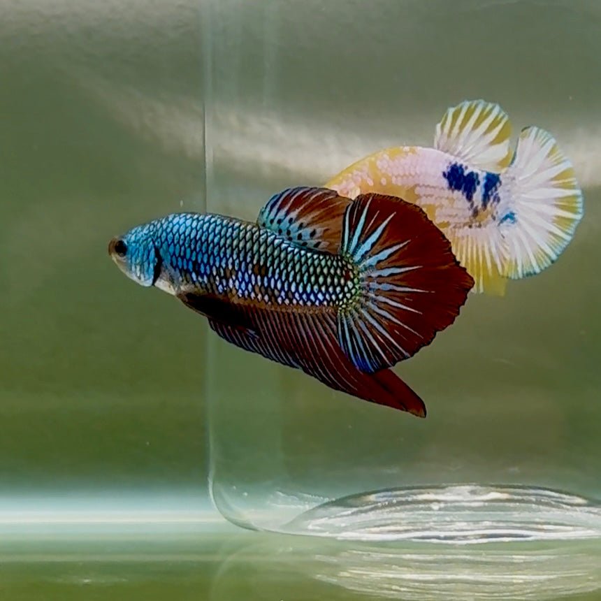 Plakat Alien Samurai Betta Macho #Au92
