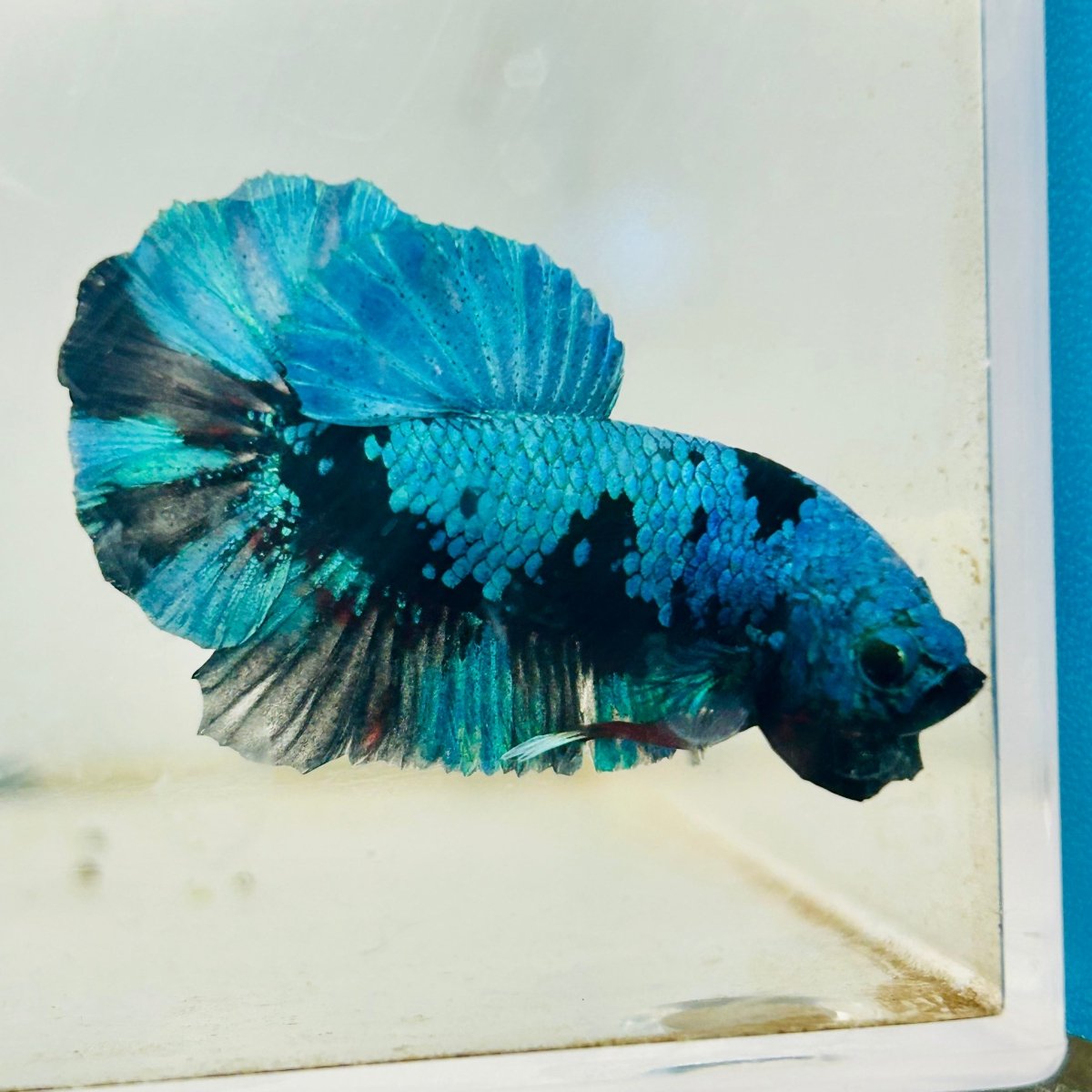 Plakat Avatar Black Blue Male Betta #034
