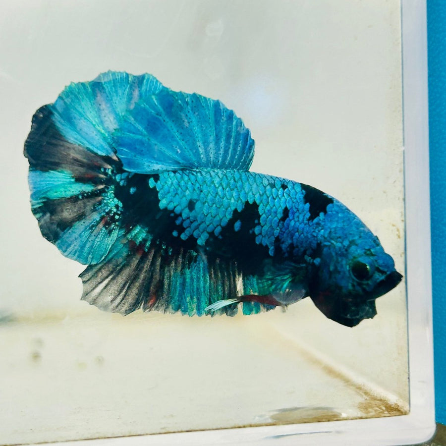 Plakat Avarta Black Blue Male Betta 034 Male betta
