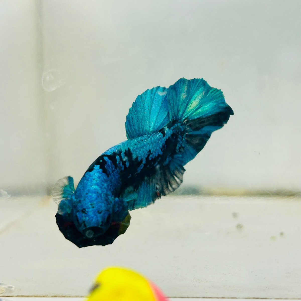 Plakat Avatar Black Blue Male Betta #034