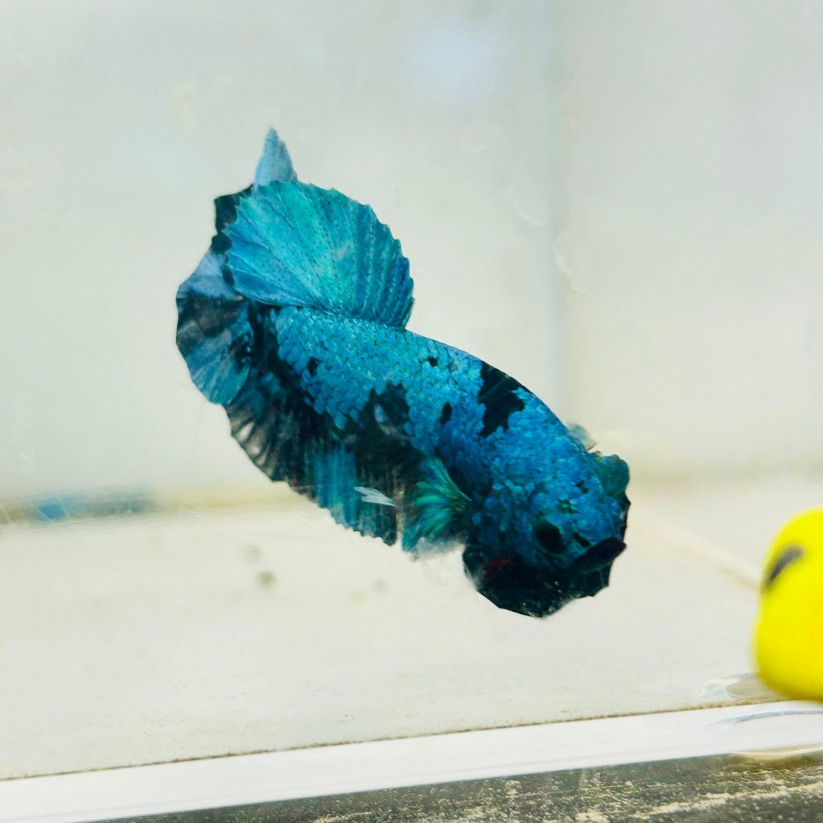 Plakat Avatar Black Blue Male Betta #034