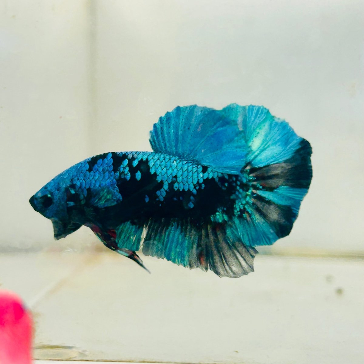 Plakat Avatar Black Blue Male Betta #034