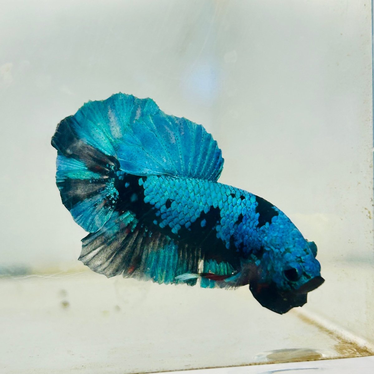 Plakat Avatar Black Blue Male Betta #034