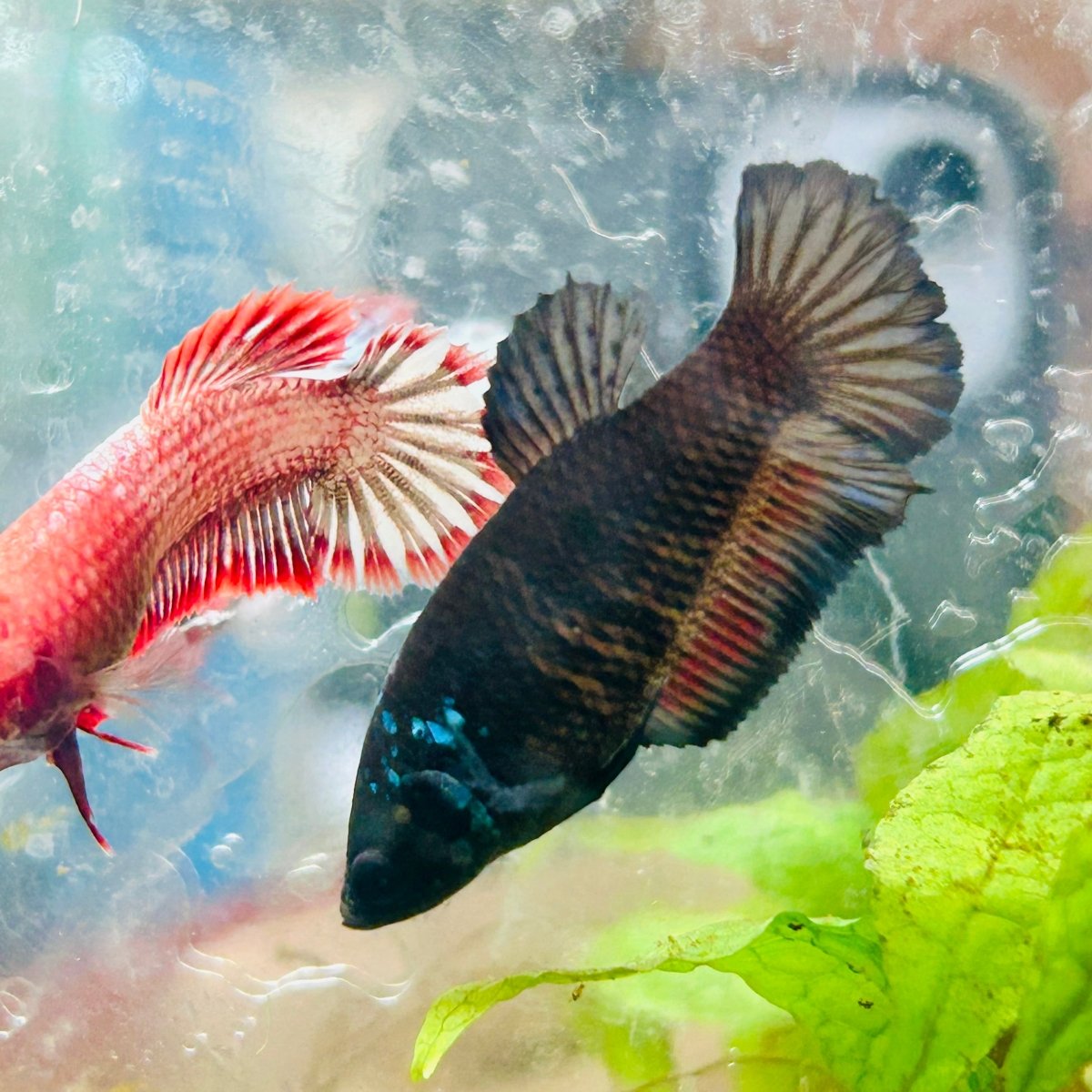 Plakat Avarta Black Female Betta 101 Female betta