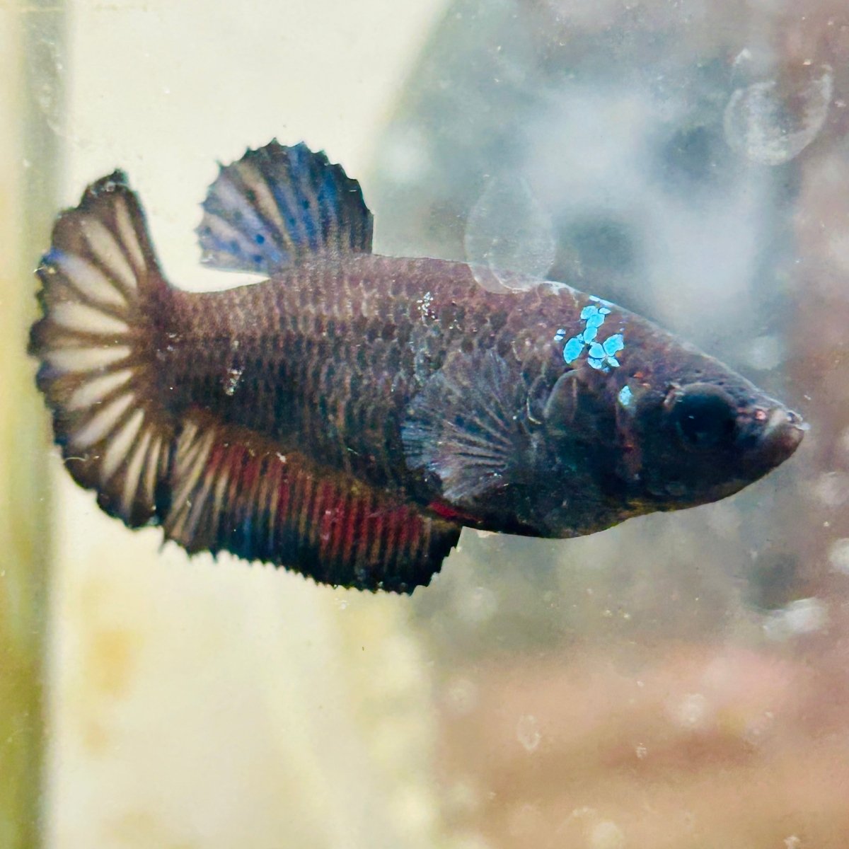 Plakat Avarta Black Female Betta 101 Female betta