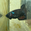 Plakat Avarta Black Female Betta 101 Female betta