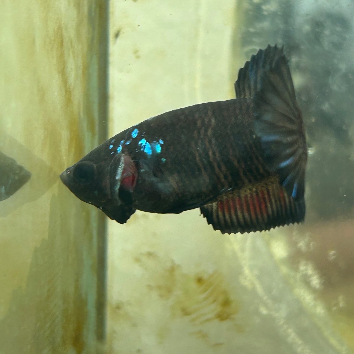 Plakat Avarta Black Female Betta 101 Female betta