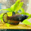Plakat Avarta Black Female Betta 101 Female betta