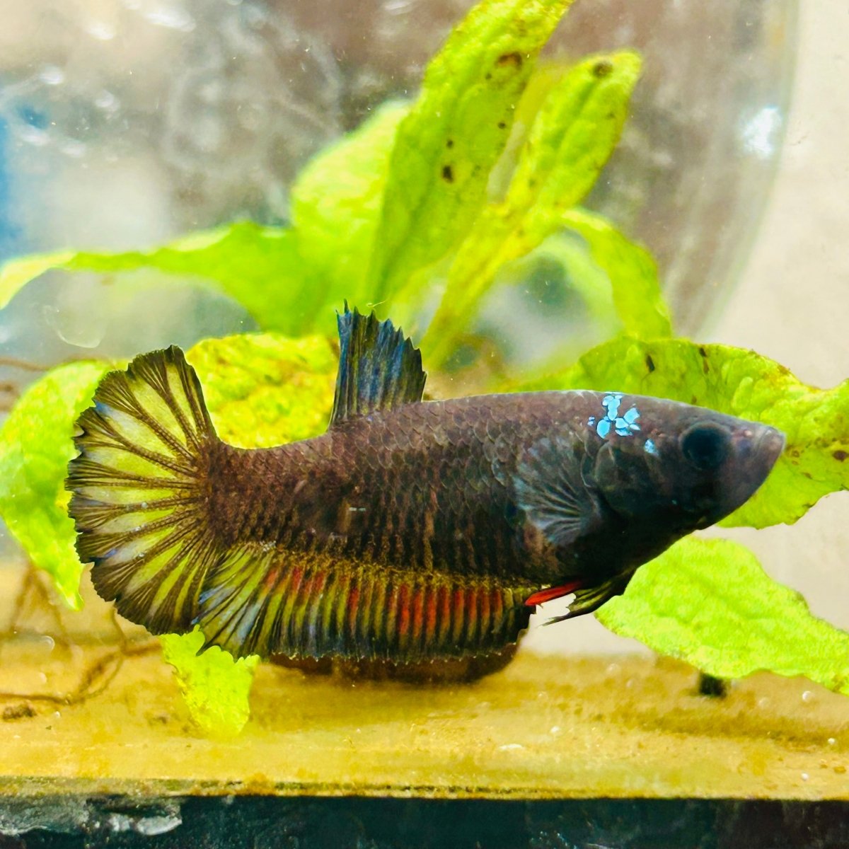 Plakat Avarta Black Female Betta 101 Female betta