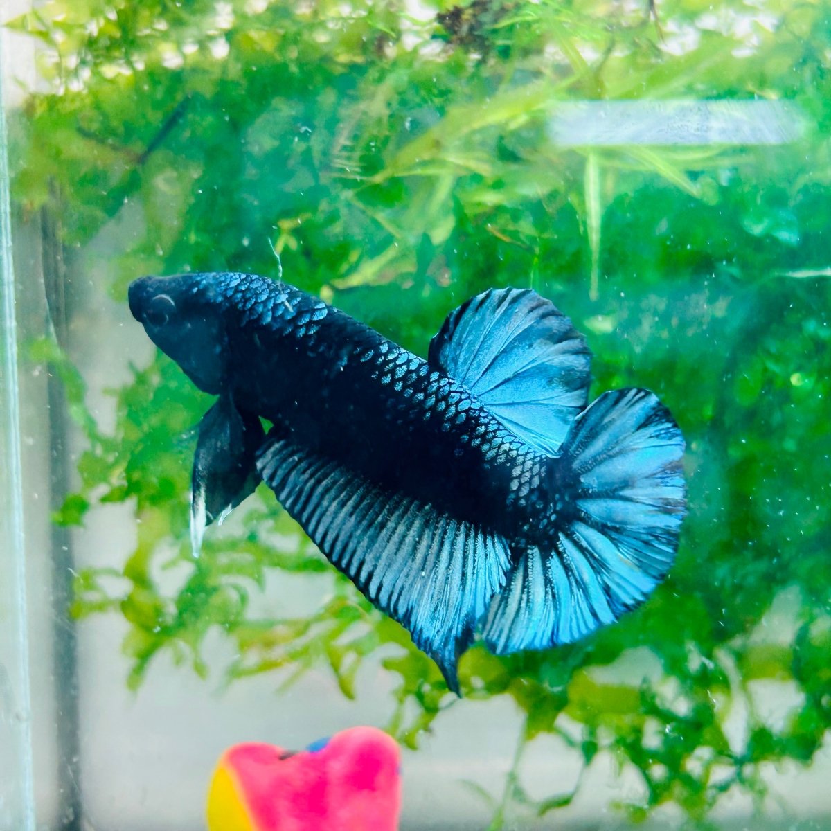 Plakat Avarta Black Light Male Betta 002 Male betta
