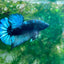 Plakat Avarta Black Light Male Betta 002 Male betta