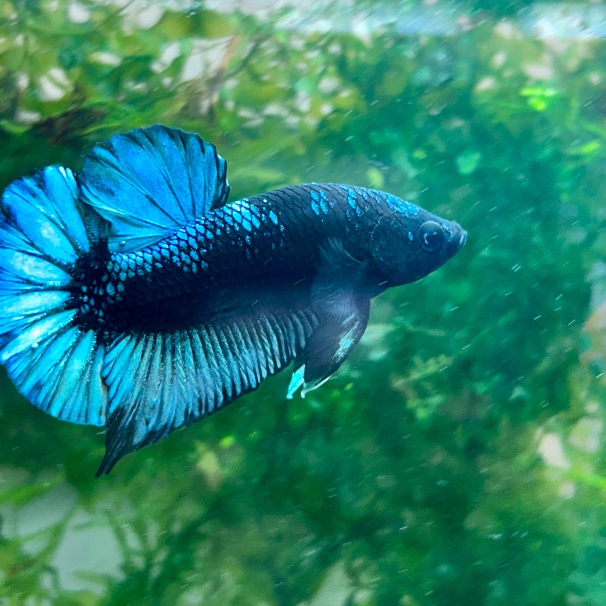 Plakat Avarta Black Light Male Betta 002 Male betta