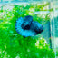 Plakat Avarta Black Light Male Betta 002 Male betta