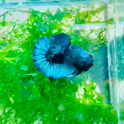 Plakat Avarta Black Light Male Betta 002 Male betta