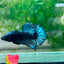 Plakat Avarta Black Light Male Betta 002 Male betta