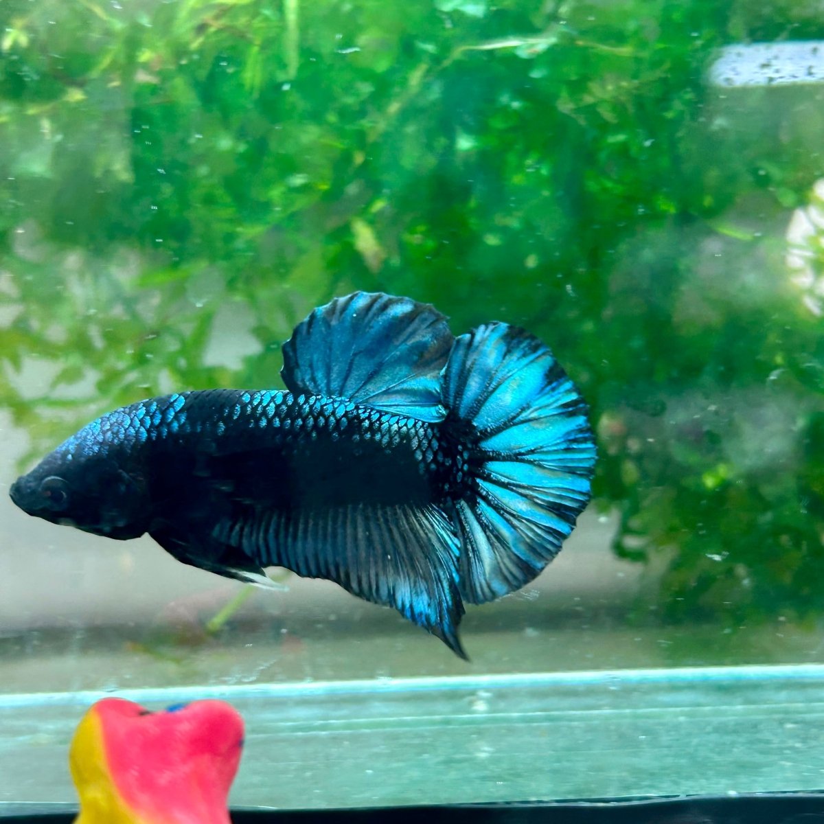 Plakat Avarta Black Light Male Betta 002 Male betta