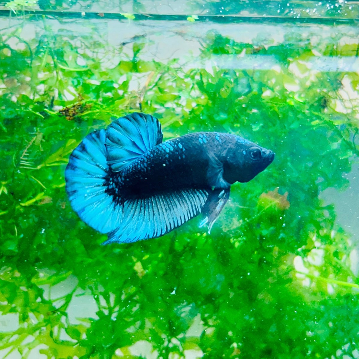 Plakat Avarta Black Light Male Betta 002 Male betta