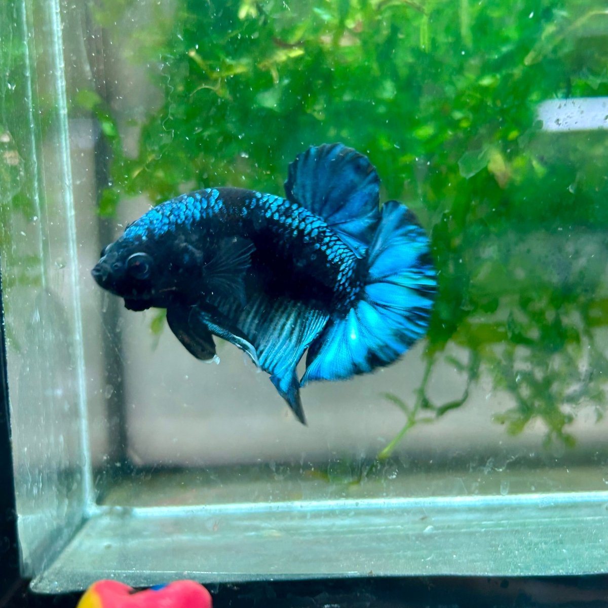 Plakat Avarta Black Light Male Betta 002 Male betta