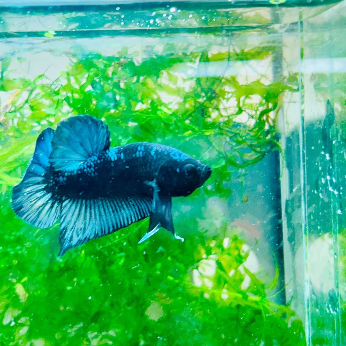 Plakat Avarta Black Light Male Betta 002 Male betta