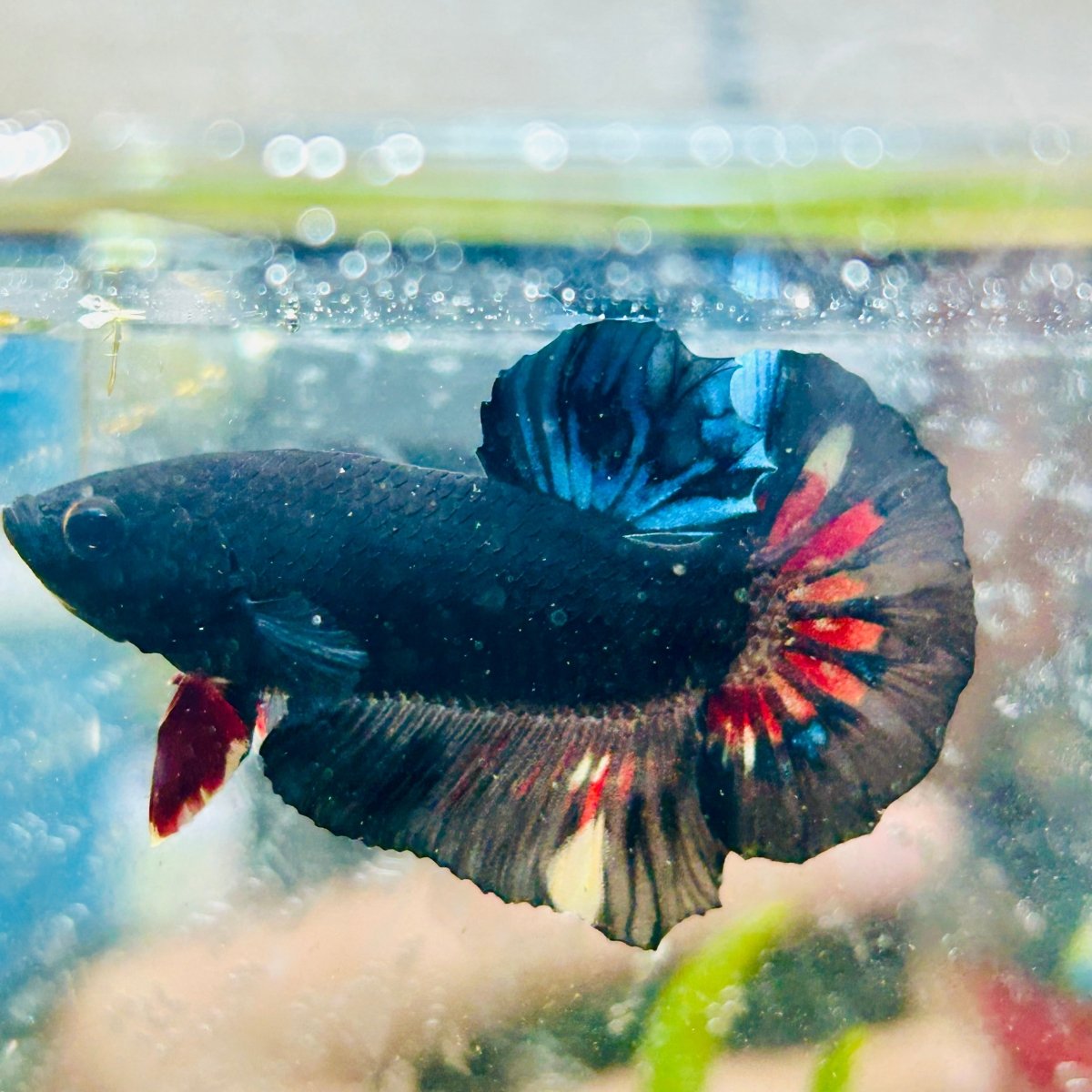 Plakat Avarta Black Light Male Betta 018