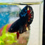 Plakat Avarta Black Light Male Betta 018