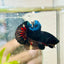 Plakat Avarta Black Light Male Betta 018