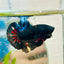 Plakat Avarta Black Light Male Betta 018
