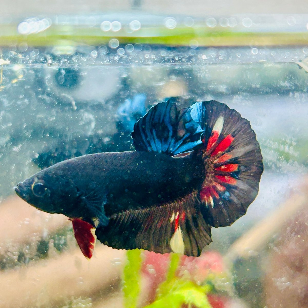 Plakat Avarta Black Light Male Betta 018