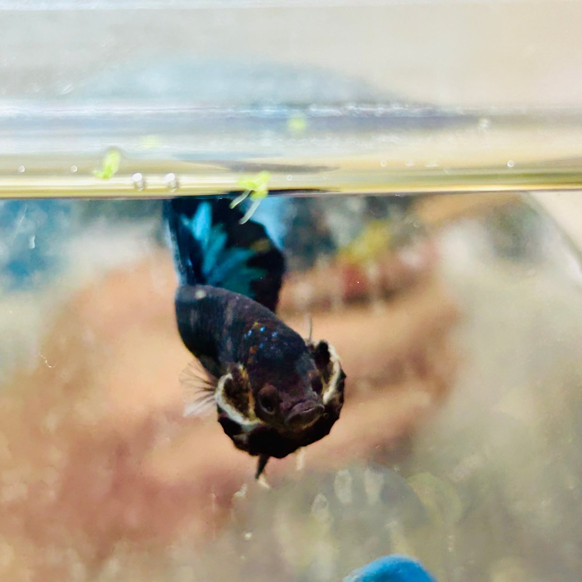 Plakat Avarta Black Light Male Betta 033