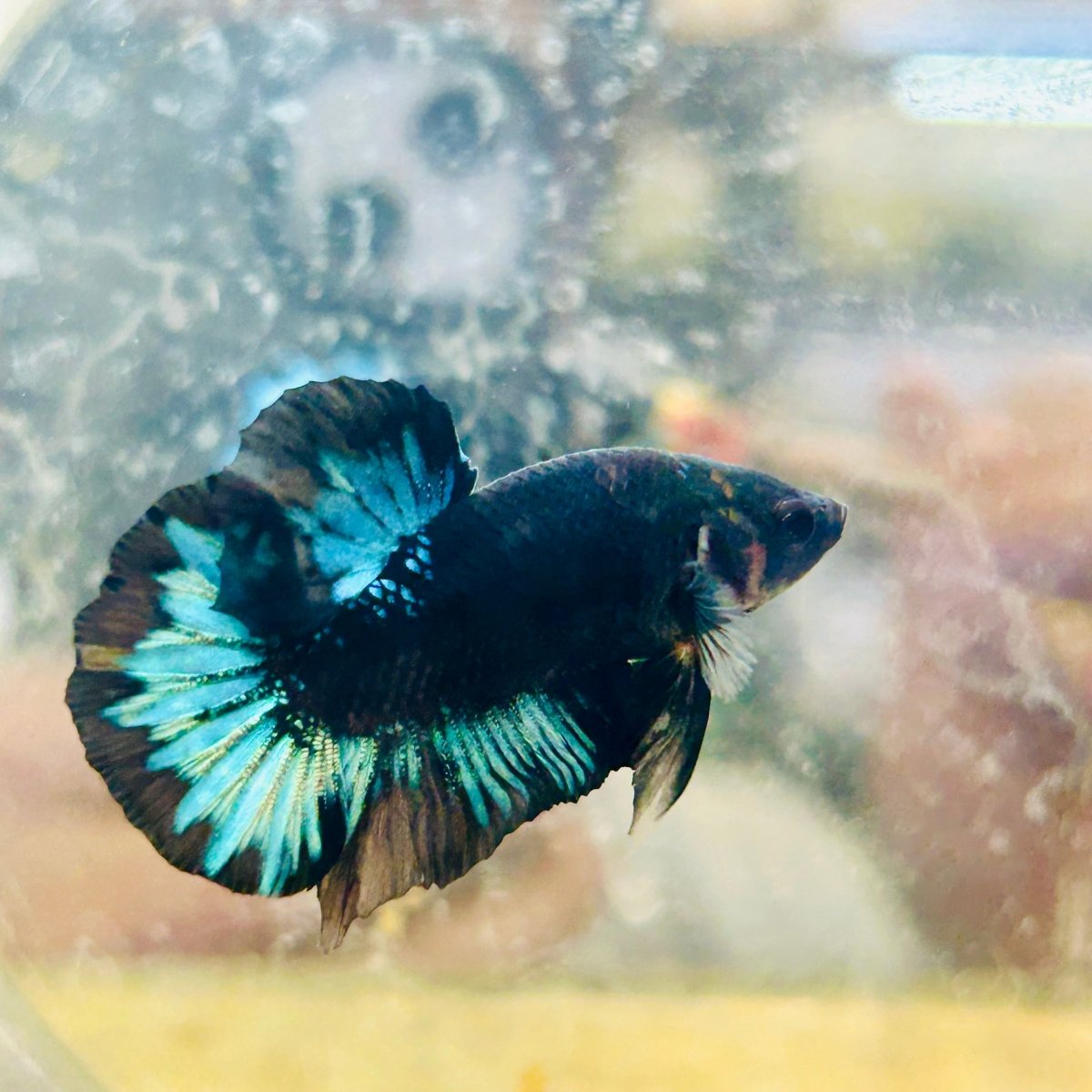 Plakat Avarta Black Light Male Betta 033
