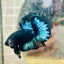 Plakat Avarta Black Light Male Betta 033