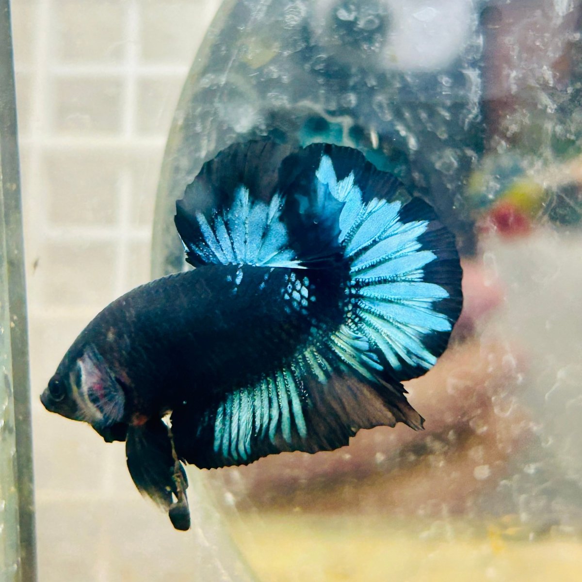 Plakat Avarta Black Light Male Betta 033
