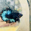 Plakat Avarta Black Light Male Betta 033