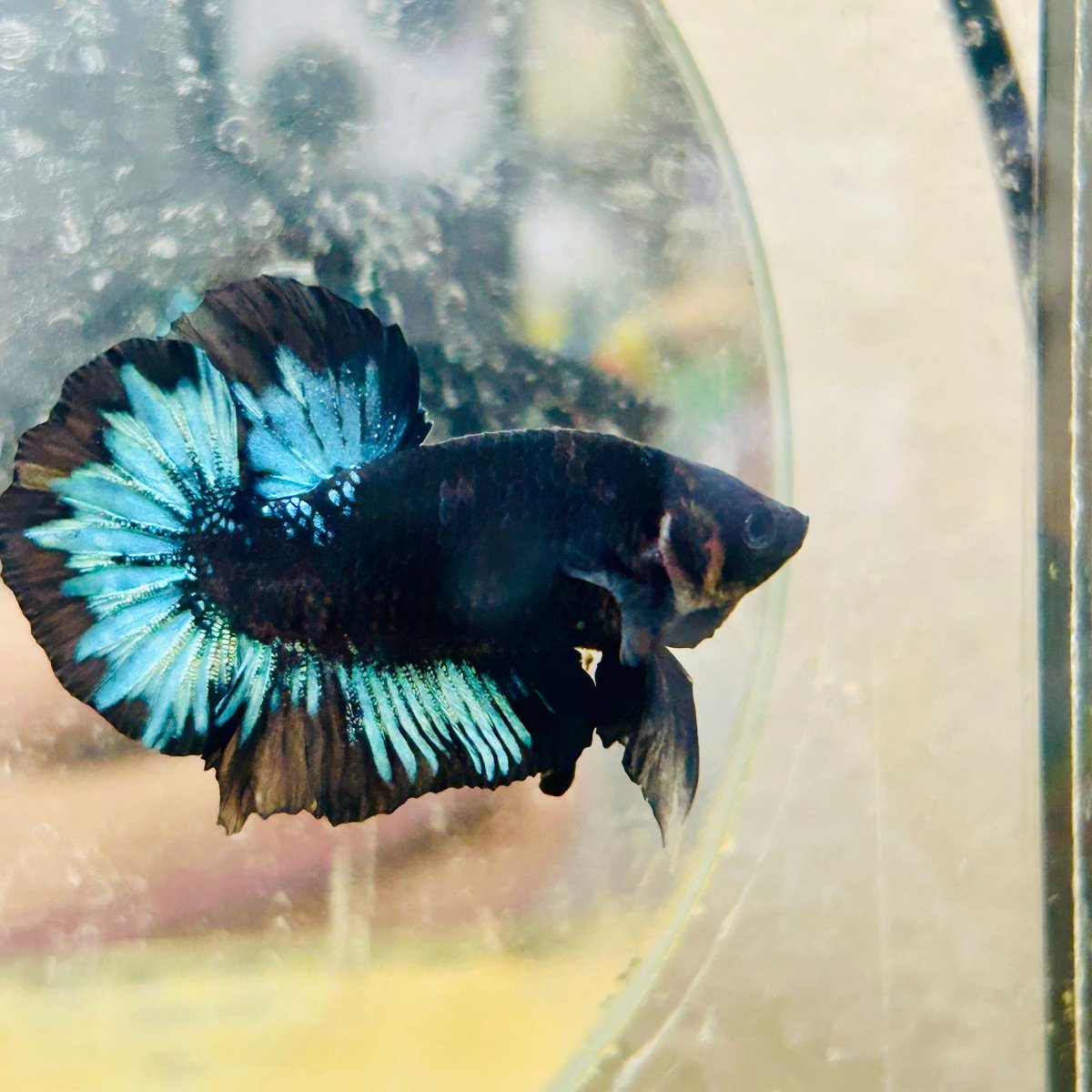 Plakat Avarta Black Light Male Betta 033