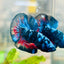 Plakat Avarta Black Light Male Betta 067 Male betta