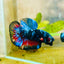 Plakat Avarta Black Light Male Betta 067 Male betta