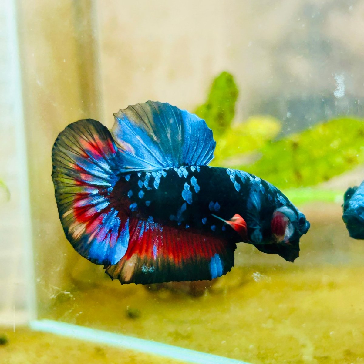 Plakat Avarta Black Light Male Betta 067 Male betta