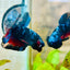 Plakat Avarta Black Light Male Betta 067 Male betta
