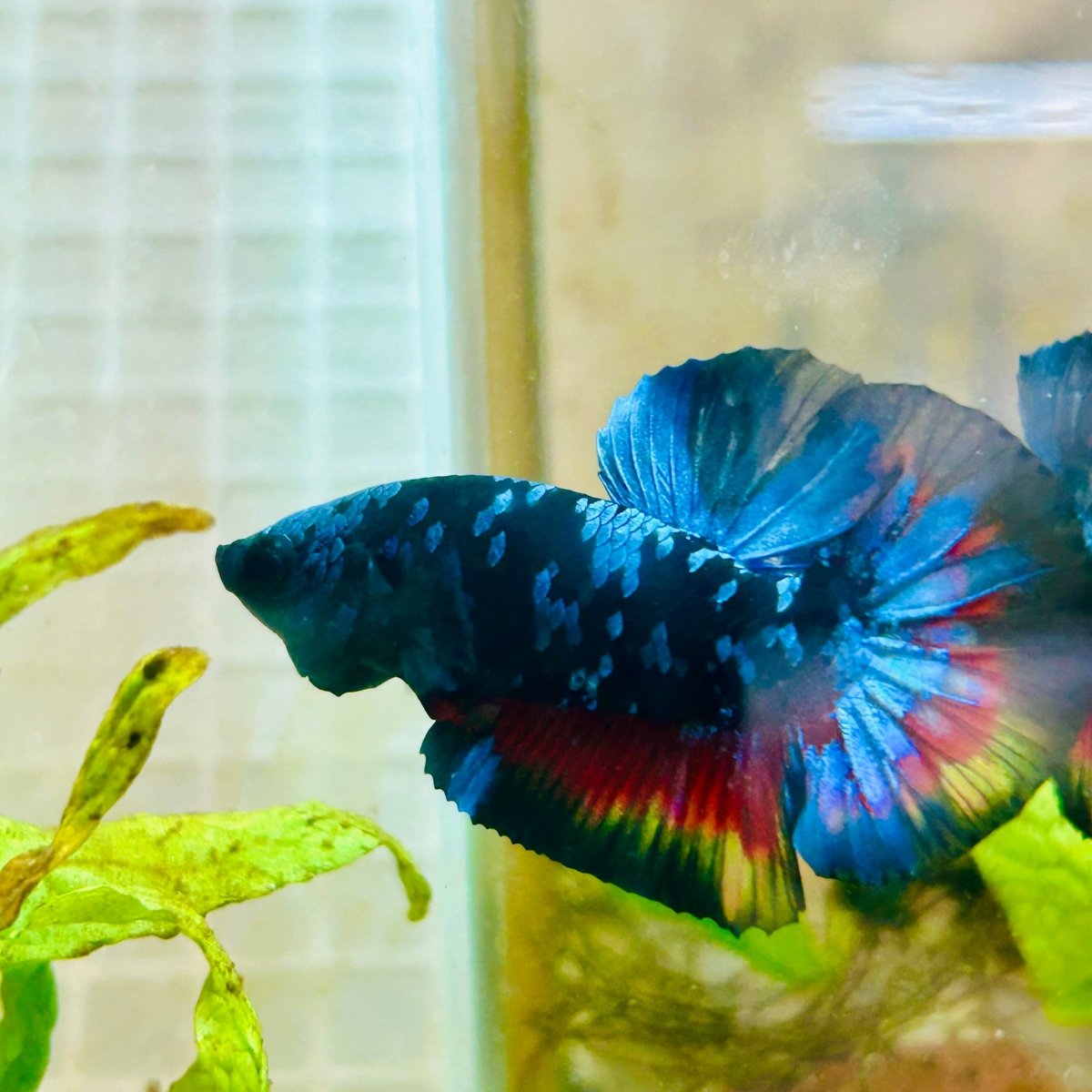 Plakat Avarta Black Light Male Betta 067 Male betta