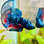 Plakat Avarta Black Light Male Betta 067 Male betta