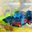 Plakat Avarta Black Light Male Betta 067 Male betta