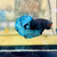 Plakat Avarta Black Light Male Betta 164