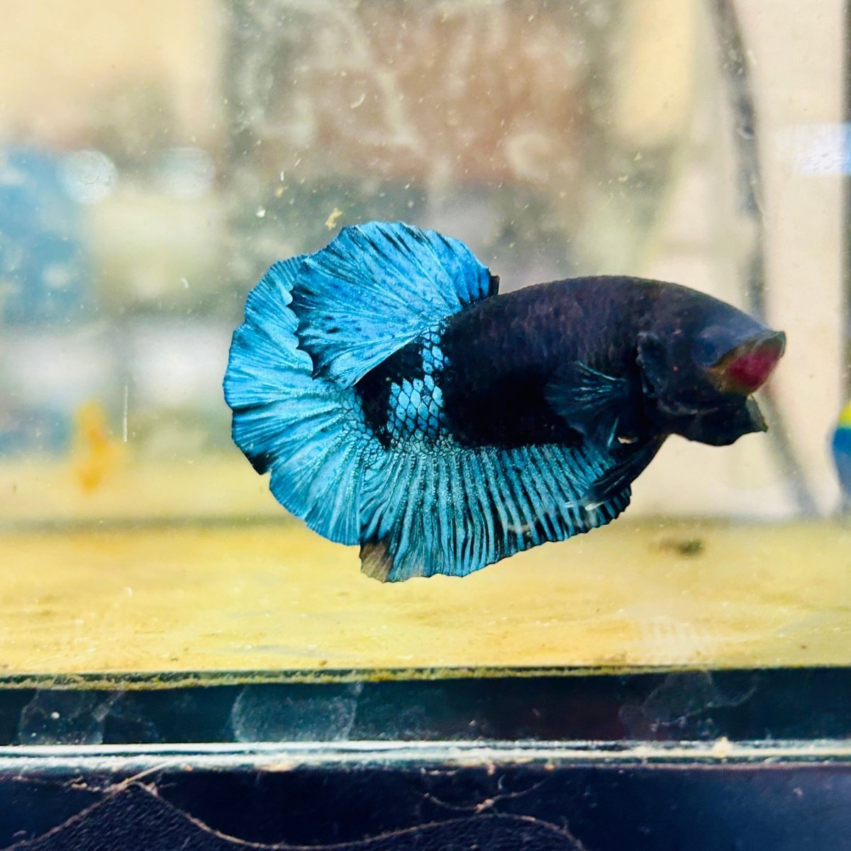 Plakat Avarta Black Light Male Betta 164