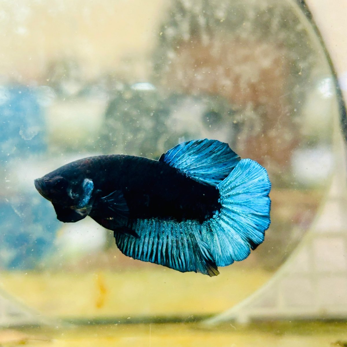 Plakat Avarta Black Light Male Betta 164